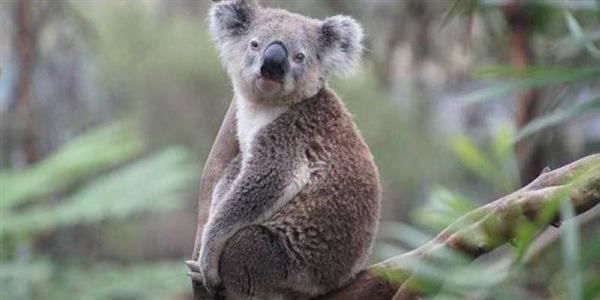 أستراليا تُخصص 50 مليون دولار لحماية حيوانات الكوالا