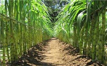    ندوة عن خطة البدء فى زراعة المحاصيل السكرية بنظام الشتلات بقنا