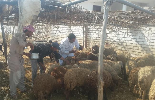بيطرى البحيرة: تحصين 16 ألف ضد مرضى الجلدى العقدى وجدرى الأغنام 