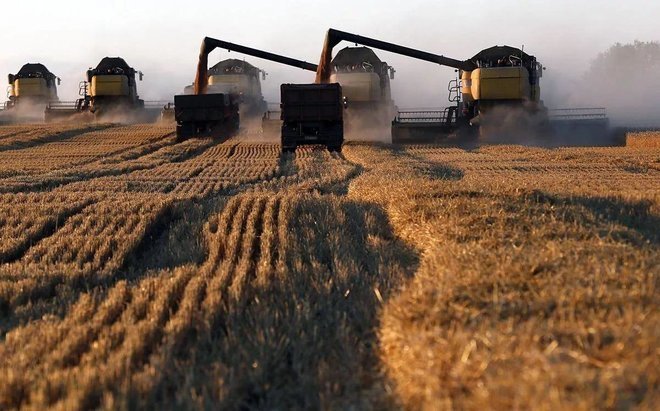 تراجع صادرات القمح الروسية 21 % خلال الموسم الحالي