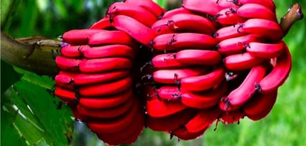 فوائد الموز الأحمر مذهلة