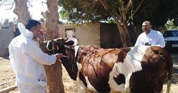   بيطري الغربية: تحصين 38 ألف رأس ماشية ضد الأمراض الوبائية