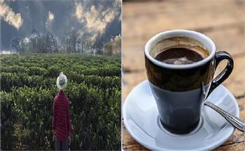 تغير المناخ يهدد بالقضاء على زراعة البن نهائيًا بالعالم