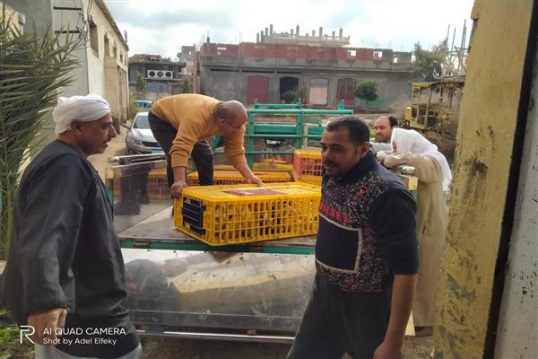 توزيع ٥١ألف و ٤٢٠ طائر حتى الآن بمشروع تربية البط بمراكز البحيرة