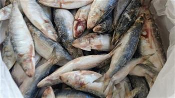 ضبط ٣٩ طن سمك غير صالح للاستهلاك الادمى بايتاى البارود