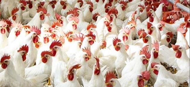 أسعار الدواجن اليوم