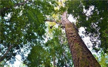   أشهرهم شجرة «السينتوريون».. أطول الأشجار في العالم