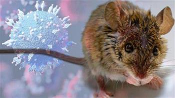 دراسة: أوميكرون مصدره الفئران