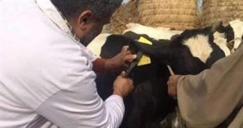   الطب البيطري: تحصين 16640 رأس ماشية ضد الحمي القلاعية بالبحيرة 