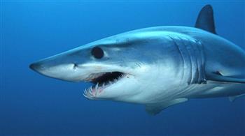   خفر السواحل الأمريكي ينقذ شخصين من أنياب أسماك القرش 