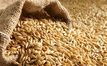   "تموين كفر الشيخ": توريد نحو 15 ألف طن أرز شعير