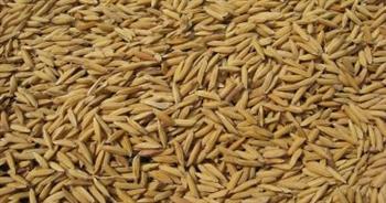   "تموين دمياط": توريد 800 طن أرز شعير بالمضارب الحكومية