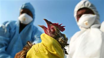   فرنسا تذبح أكثر من 300 ألف طائر منذ أغسطس للحد من عودة انتشار انفلونزا الطيور