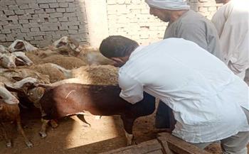   بيطري الغربية: تحصين 13 ألف رأس من الماشية ضد طاعون المجترات الصغيرة