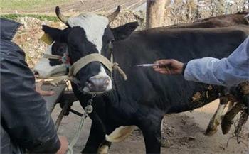   بيطري البحيرة: علاج 850 رأس ماشية في مركز وادي النطرون