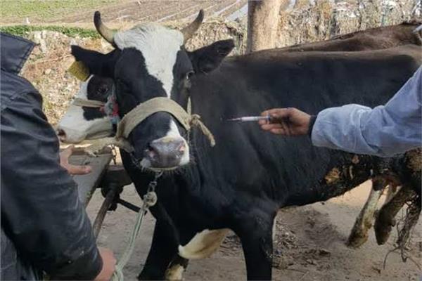بيطري البحيرة: علاج 850 رأس ماشية في مركز وادي النطرون