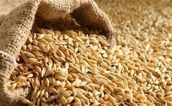 تموين كفر الشيخ: توريد 17 ألفا و662 طن أرز شعير منذ بداية الموسم