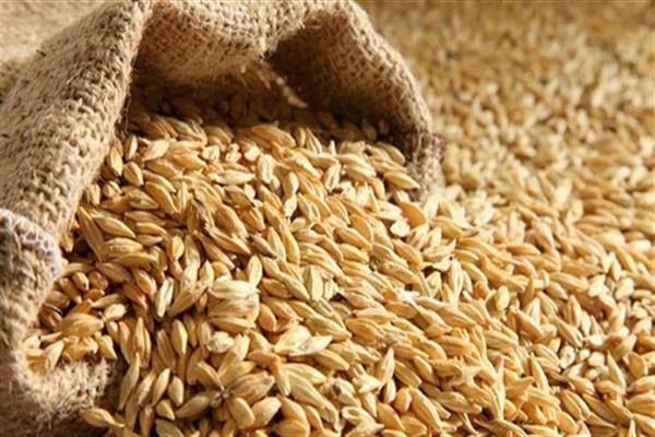 تموين كفر الشيخ: توريد 18.4 ألف طن أرز شعير بـ21 موقعا