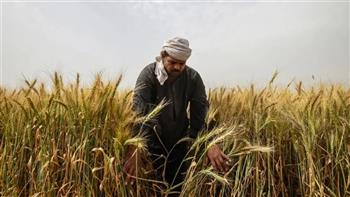   1000 جنيه حافز للمزارع.. خطة الدولة لزيادة محصول القمح في الموسم الجديد