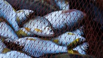   «الثروة السمكية» يستهدف إنتاج 3 ملايين طن بحلول 2030 