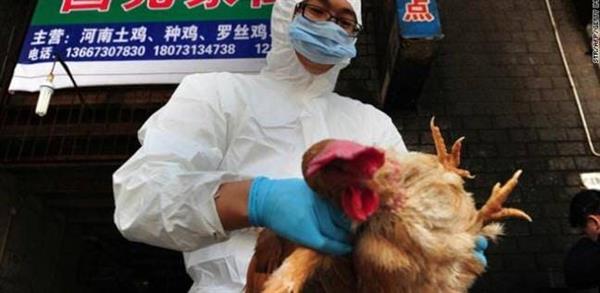 سول تتخذ إجراءات وقائية ضد أنفلونزا الطيور