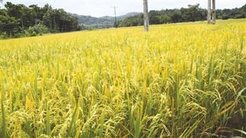   سلالات جديدة من الأرز عالية الإنتاج وموفرة للمياه بمحطة بحوث سخا