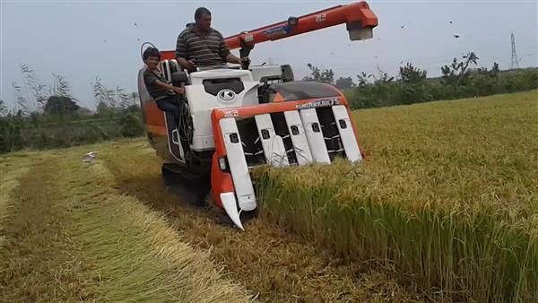 مصرع شاب سقط داخل ماكينة حصاد الأرز في الدقهلية