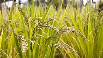   "تموين الدقهلية": توريد 41 ألفا و595 طنا من محصول الأرز الشعير لمواقع التسليم بالمحافظة ​