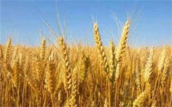   الأقصر تكثف عقد الندوات لتوعية المزارعين وحثهم علي التوسع في زراعة القمح