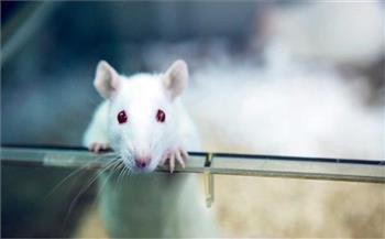   براءة معيد بطب بيطري قنا من تهمة قتل 60 فأر تجارب