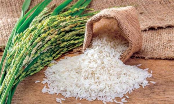 «التموين» تعلن ارتفاع معدلات توريد الأرز الشعير اليومية فى المحافظات
