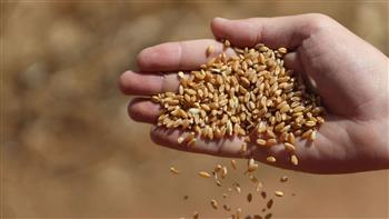   توريد أكثر من 16 ألف طن أرز شعير بالشون والمضارب المعتمدة بمحافظة دمياط