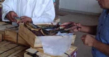 ضبط طن رنجة غير صالحة للاستهلاك بالغربية