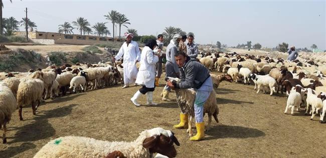 انطلاق الحملة القومية لتحصين الماعز والأغنام ضد الطاعون بالغربية
