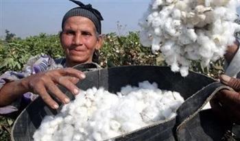 أستاذ اقتصاد زراعي: القطن المصري يعود للصدارة مجددا بفضل الرئيس السيسي| فيديو