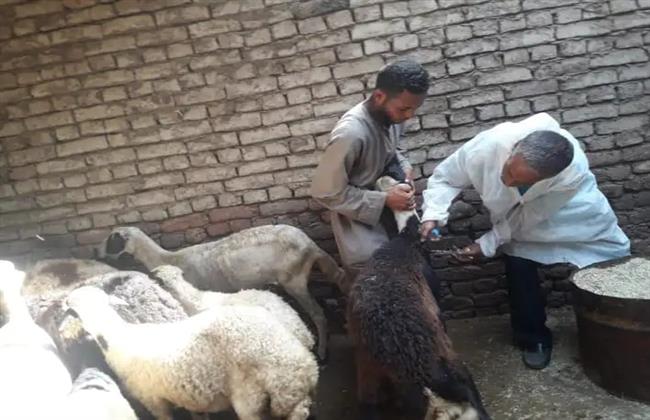 انطلاق الحملة القومية للتحصين ضد طاعون المجترات الصغيرة في الأقصر