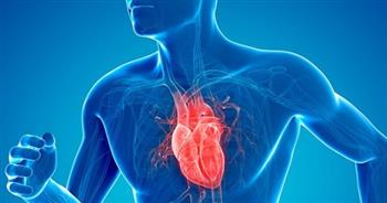   علماء أمريكيون يتوصلون إلى بروتين يمكن أن يشفي عضلة القلب المتضررة