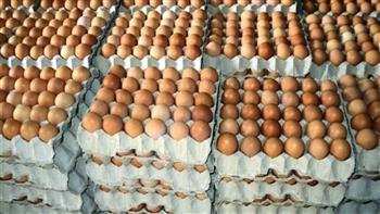 رئيس شعبة الدواجن بالجيزة: التجار سبب أزمة ارتفاع أسعار البيض