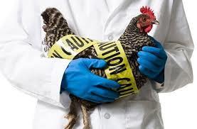   بريطانيا: فرض حجر صحي على مزارع الدواجن بسبب "أكبر انتشار لإنفلونزا الطيور"