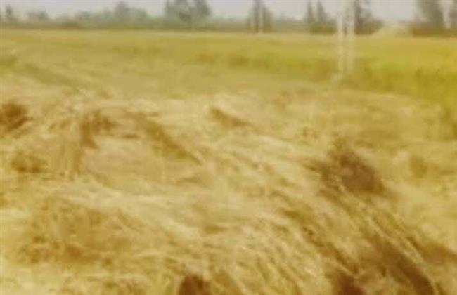 البحيرة.. تحرير 27 إنذار ضد أصحاب حيازات زراعية لم  يقوموا بتوريد الأرز