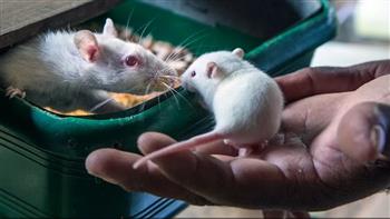   اكتشاف علمي مذهل.. هكذا تتفاعل الفئران مع موسيقى موتسارت