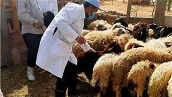 "بيطري الغربية": تحصين 48 ألف رأس من الأغنام والماعز ضد طاعون المجترات الصغيرة
