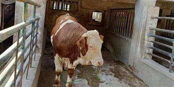 محافظ أسيوط: توفير سلالات ماشية ذات إنتاجية عالية للنهوض بالثروة الحيوانية