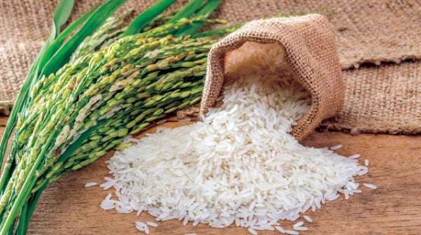 توريد 31 ألفا و661 طنا من محصول الأرز الشعير بكفر الشيخ حتى الآن
