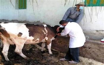   انطلاق الحملة القومية «الثالثة» لتحصين الماشية بالإسماعيلية