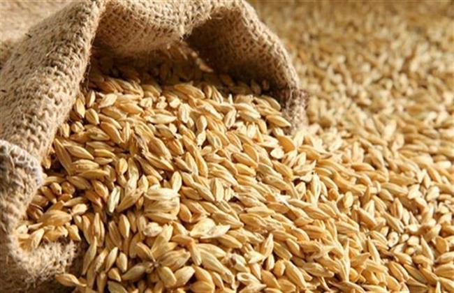 "تموين الدقهلية": توريد أكثر من 71 ألف طن أرز شعير