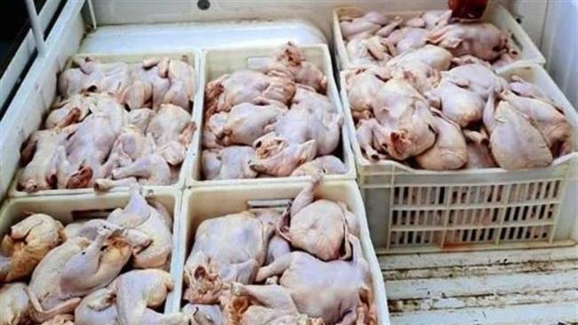 ضبط  12 طن دواجن فاسدة داخل ثلاجة ببولاق الدكرور