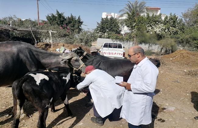 " بيطرى البحيرة": تحصين 34 ألف رأس ماشية ضد الحمى القلاعية