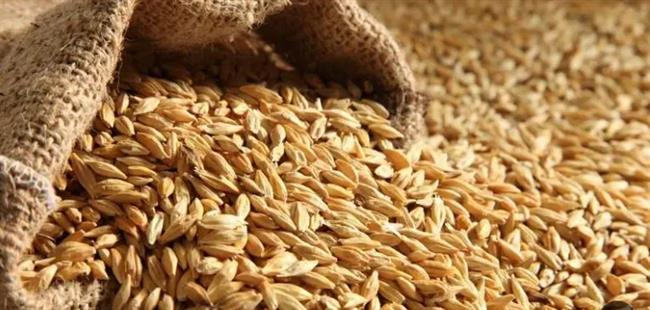 "تموين كفر الشيخ": توريد 32 ألفا و 905 أطنان من الأرز الشعير 