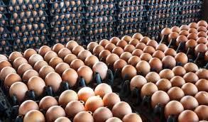   تراجع الأسعار لهذا السبب.. أزمة تهدد إنتاج البيض